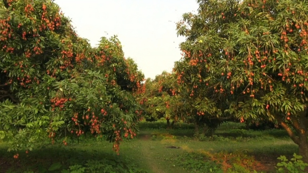 যে লিচু বাগানে খেতে লাগে না এক টাকাও