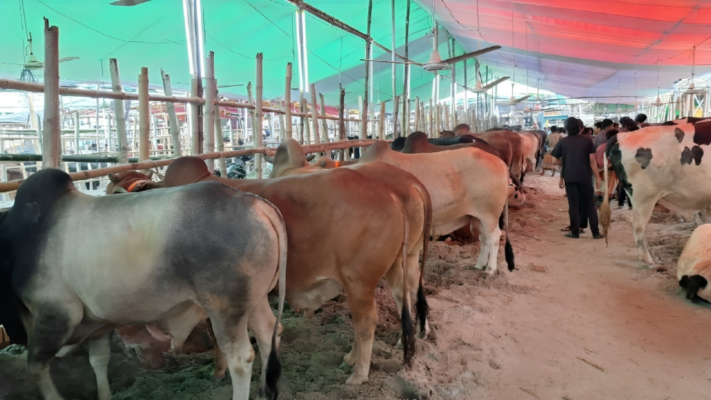 গাবতলী হাটে ভোগান্তির মধ্যেও বাড়ছে বিক্রি, কম দামে অসন্তুষ্ট বিক্রেতারা