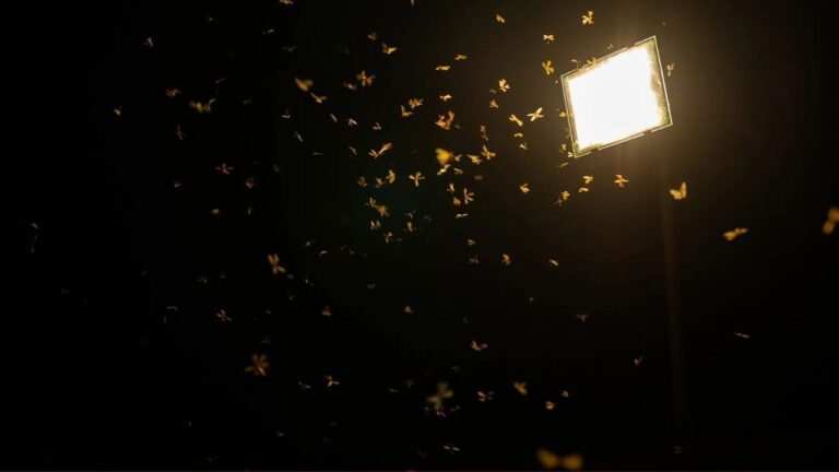 Why are insects attracted to light?