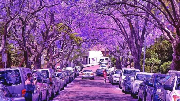 Invasive Beauty: Jacaranda Trees Pose Hidden Threat to Australian ...