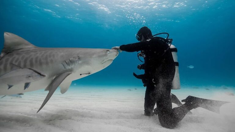 Shark Attack Near Moreton Island Leaves Young Man Injured but Stable