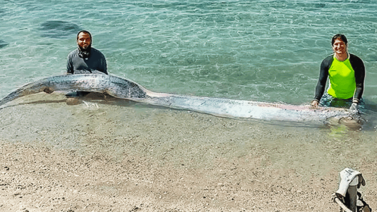 Elusive Ocean Guardian: Tasmania’s Ocean Beach Reveals Rare Oarfish Encounter