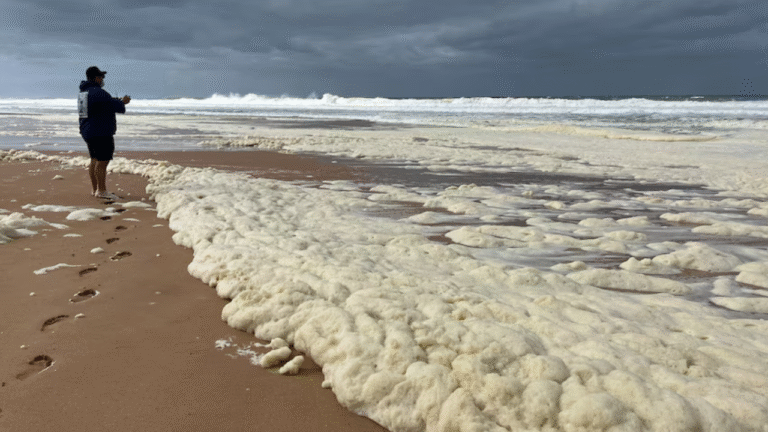 Opposition Calls for Royal Commission Over South Australia’s Devastating Algal Bloom