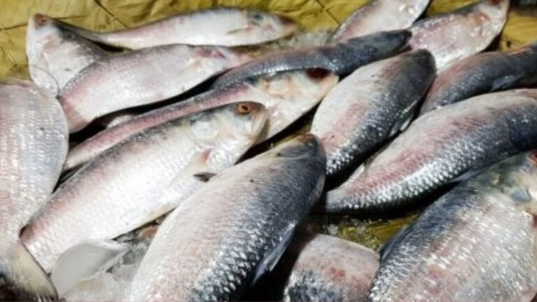 Hilsa Prices Soar in Chandpur Ahead of Fishing Ban