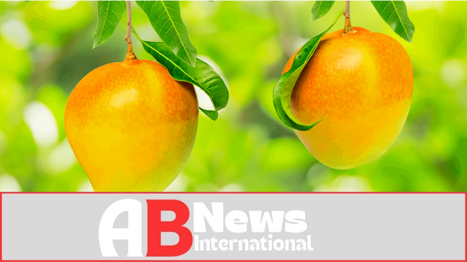 Bowen’s R2E2 Mango: From Harbour Seeds to World-Class Variety - AB News ...
