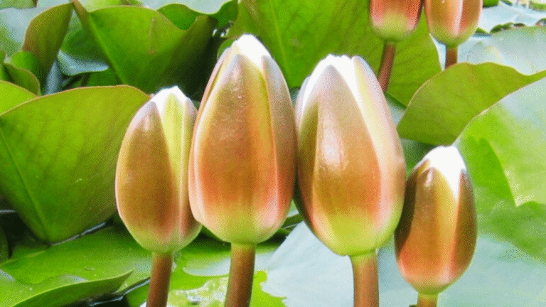 NCP Picks ‘Shapla Koli’ Symbol, Vows to Contest All 300 Seats