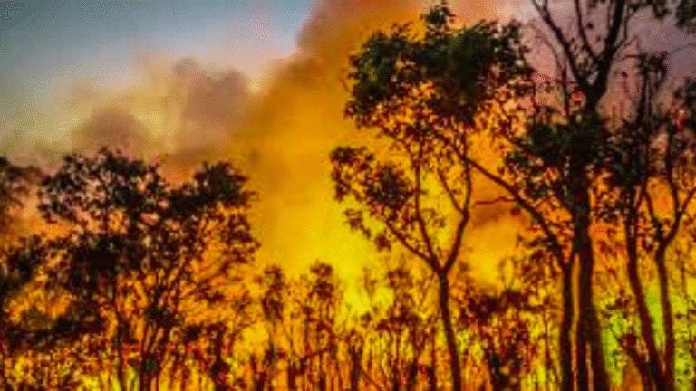 Northern Territory Endures Hottest October on Record as Bushfires Ravage Nearly 8 Million Hectares