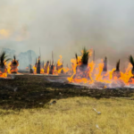 Fleurieu Peninsula Bushfire Still Uncontrolled as Crews Battle Steep Terrain