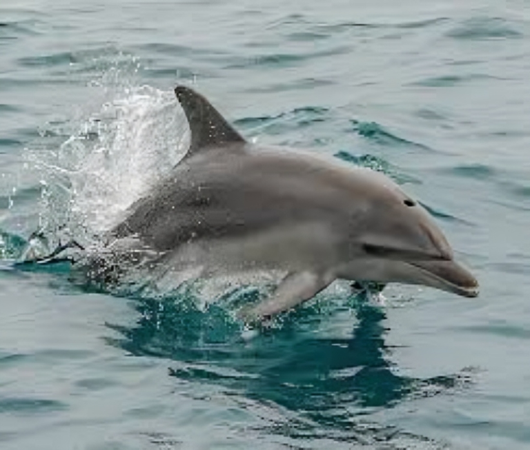 Rare Dolphin Double‑Sighting Stuns Veteran Photographer off Port Macquarie