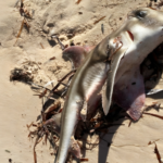 New Study Reveals Toxic Algae Behind SA’s Mass Marine Kill Has Been in Local Waters for a Decade