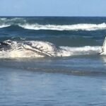 Sydney Beaches Closed After Whale Carcass Sparks Surge in Shark Activity