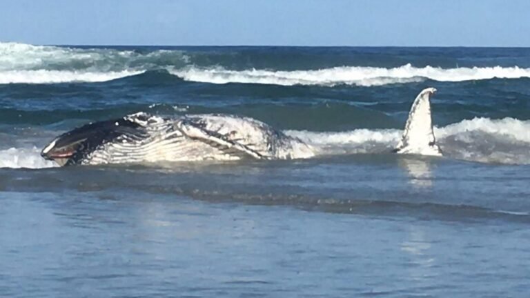 Sydney Beaches Closed After Whale Carcass Sparks Surge in Shark Activity