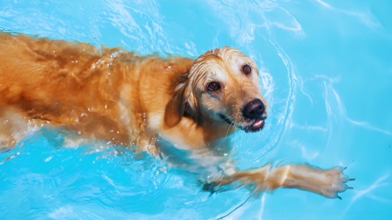 Will Alfred the Support Dog Make It to the Pool? Williamson’s Golden Comeback Sparks New Hope