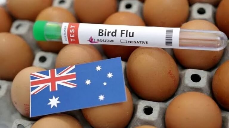 Australia Steps Up Bird Flu Surveillance as PNG Imposes Sudden Ban on Poultry Imports