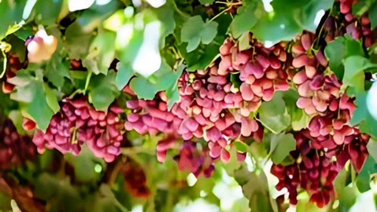Australia’s Horticulture Sector Surges to Record Value as Fruit and Nut Production Booms