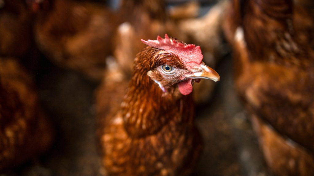 Fifth Suspected Bird Flu Case Detected in WA as Authorities Urge Vigilance