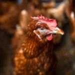 Fifth Suspected Bird Flu Case Detected in WA as Authorities Urge Vigilance