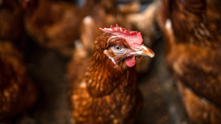 Fifth Suspected Bird Flu Case Detected in WA as Authorities Urge Vigilance