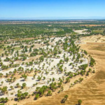 China’s ‘Green Great Wall’ Marks Major Gains After 50 Years of Relentless Desert Work