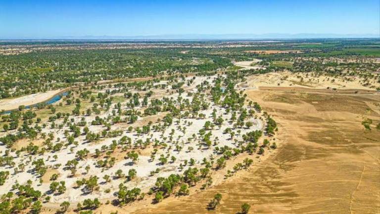 China’s ‘Green Great Wall’ Marks Major Gains After 50 Years of Relentless Desert Work
