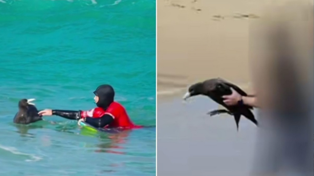 Giant Petrel Sparks Biosecurity Alert on Noosa Beach as Rescuers Race to Prevent Possible Bird Flu Spread