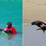 Giant Petrel Sparks Biosecurity Alert on Noosa Beach as Rescuers Race to Prevent Possible Bird Flu Spread