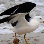 Highly Contagious H5 Bird Flu Detected in Australian Seabird for First Time