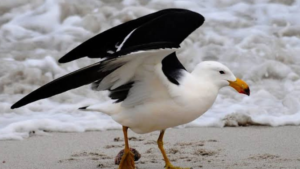 Highly Contagious H5 Bird Flu Detected in Australian Seabird for First Time