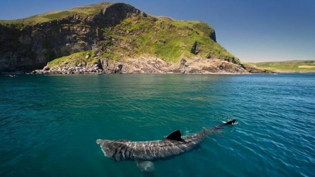Ireland’s Coast Becomes a Rare Window Into the World of the Elusive Basking Shark