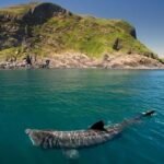 Ireland’s Coast Becomes a Rare Window Into the World of the Elusive Basking Shark