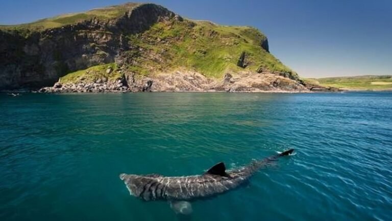 Ireland’s Coast Becomes a Rare Window Into the World of the Elusive Basking Shark