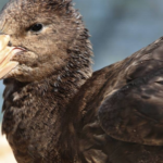 NSW Confirms First Case of H5 Bird Flu After Giant Petrel Tests Positive