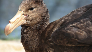 NSW Confirms First Case of H5 Bird Flu After Giant Petrel Tests Positive