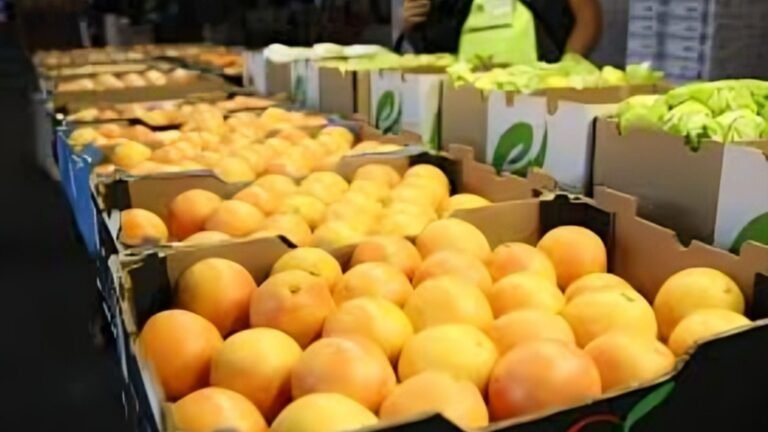 Weather Woes Hit SA Citrus Season as Growers Warn of Scarce, Lower‑Grade Fruit