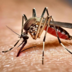 Bangladesh Dengue Deaths Rise to 82 as Hospitals See Another Surge in Patients