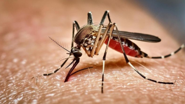 Bangladesh Dengue Deaths Rise to 82 as Hospitals See Another Surge in Patients