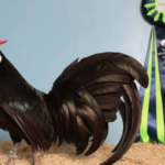 Canberra-NSW Funding Talks Stall as Melbourne Royal Show Cancels Poultry Events Amid Bird Flu Concerns