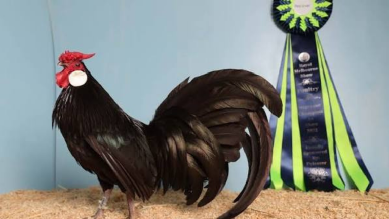 Canberra-NSW Funding Talks Stall as Melbourne Royal Show Cancels Poultry Events Amid Bird Flu Concerns