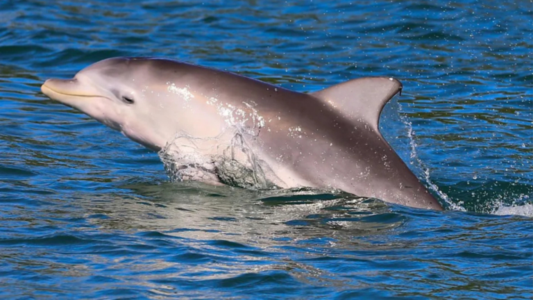 Dead Dolphin in SA Tests Positive for H5N1 in Australia’s Latest Bird Flu Spread