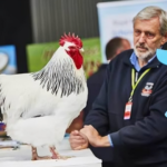 Melbourne Royal Show Cancels All Poultry Events for 2026 Amid Rising H5 Bird Flu Concerns
