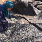 Palestinian Farmers Fear Losing Ancestral Olive Fields as Israel Moves to Seize Land for New National Park