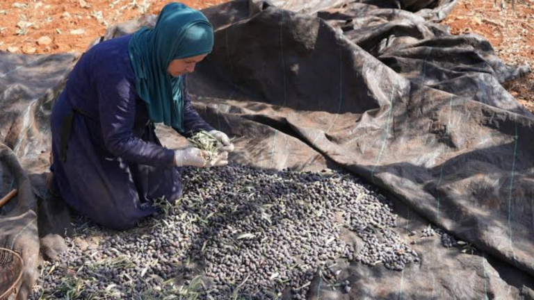 Palestinian Farmers Fear Losing Ancestral Olive Fields as Israel Moves to Seize Land for New National Park