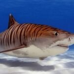Tiger Sharks: The Ocean’s Fearless “Garbage Cans” With a Diet as Wild as Their Adventures
