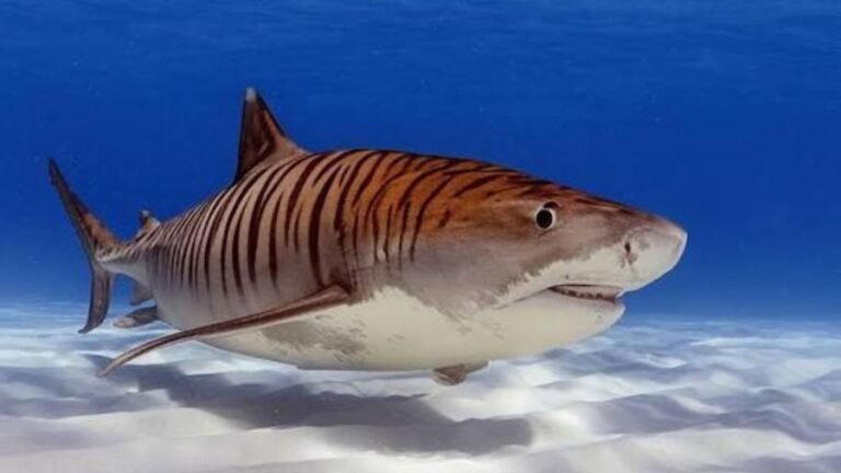 Tiger Sharks: The Ocean’s Fearless “Garbage Cans” With a Diet as Wild as Their Adventures