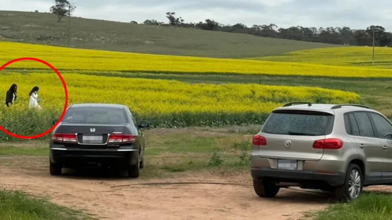 Tourists Slammed for Trespassing in WA Canola Fields as Photo Trend Sparks Backlash