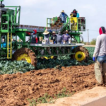 Australia to Fast-Track Farm Worker Visas Ahead of Harvest Season