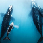 New Research Reveals Concerning Shift in Southern Right Whale Breeding Patterns