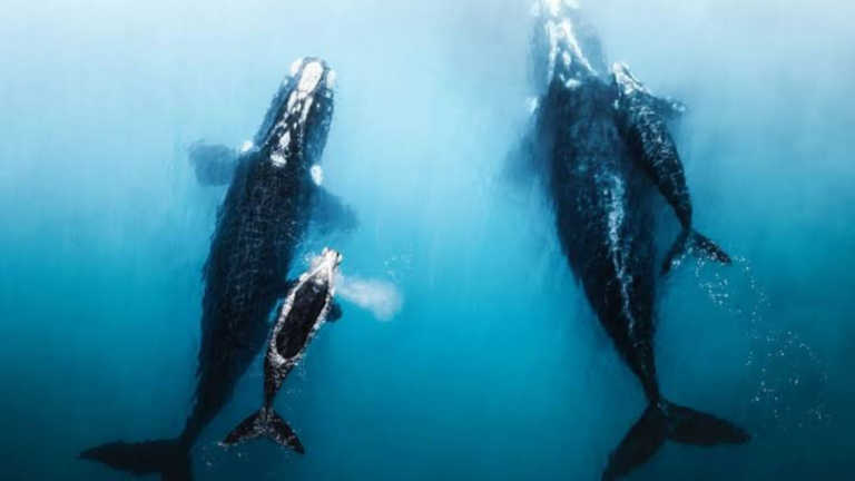 New Research Reveals Concerning Shift in Southern Right Whale Breeding Patterns