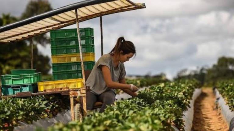 Government Defends Working Holiday Visa Changes as Farmers Warn of Workforce Shortages