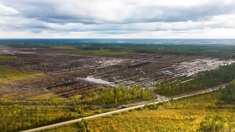 Google Data Centre Project in Finland Faces Environmental Investigation Over Forest Clearing